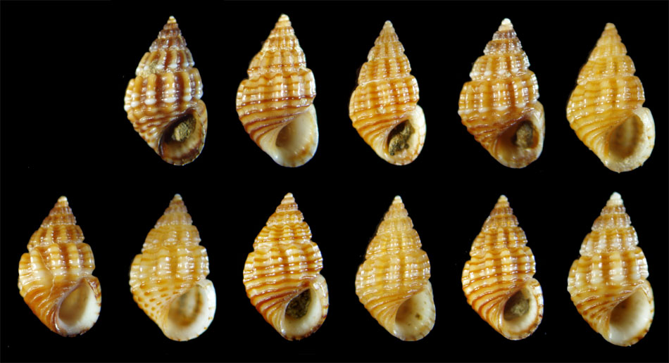 Alvania discors ed A. lineata da Malta